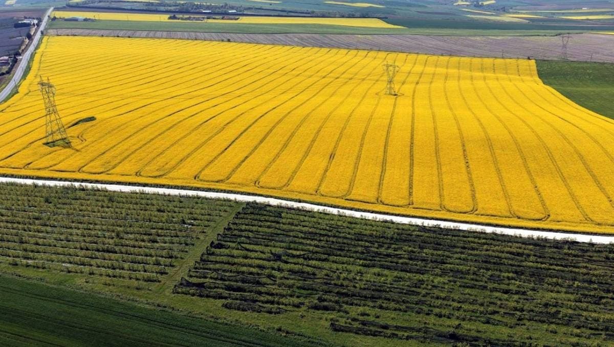 Çiftçilerin yeni gözdesi 'sarı altın': Bu ürünün hasadı rekor kazandırdı